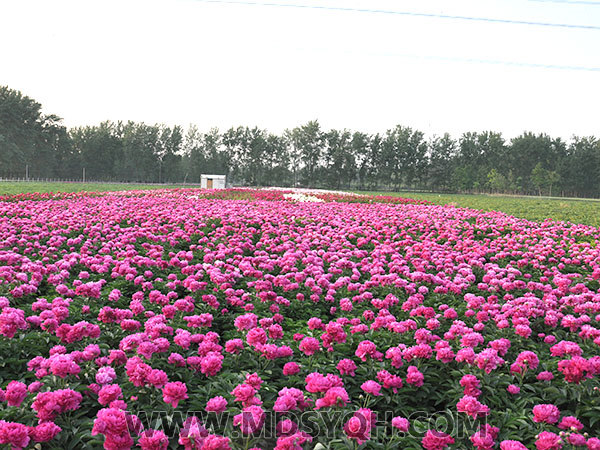 芍药花海