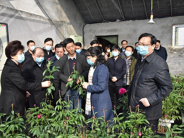 菏泽市副市长侯婕民、枣庄市副书记于玉等领导视察我公司的芍药促成栽培温室